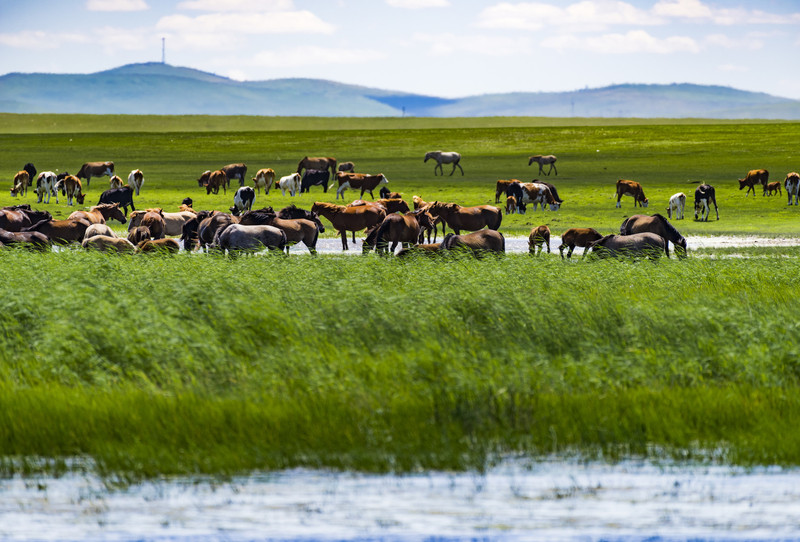 内蒙古草原上的温馨时光,探寻日常故事中的温情与美好